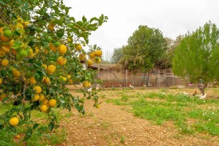 Villa Son Ferriol Palma de Maiorca Exterior foto